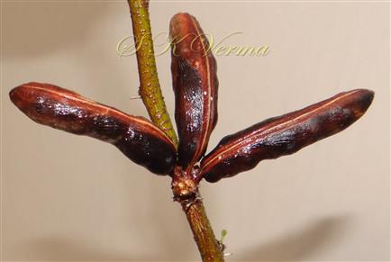  Legumes
